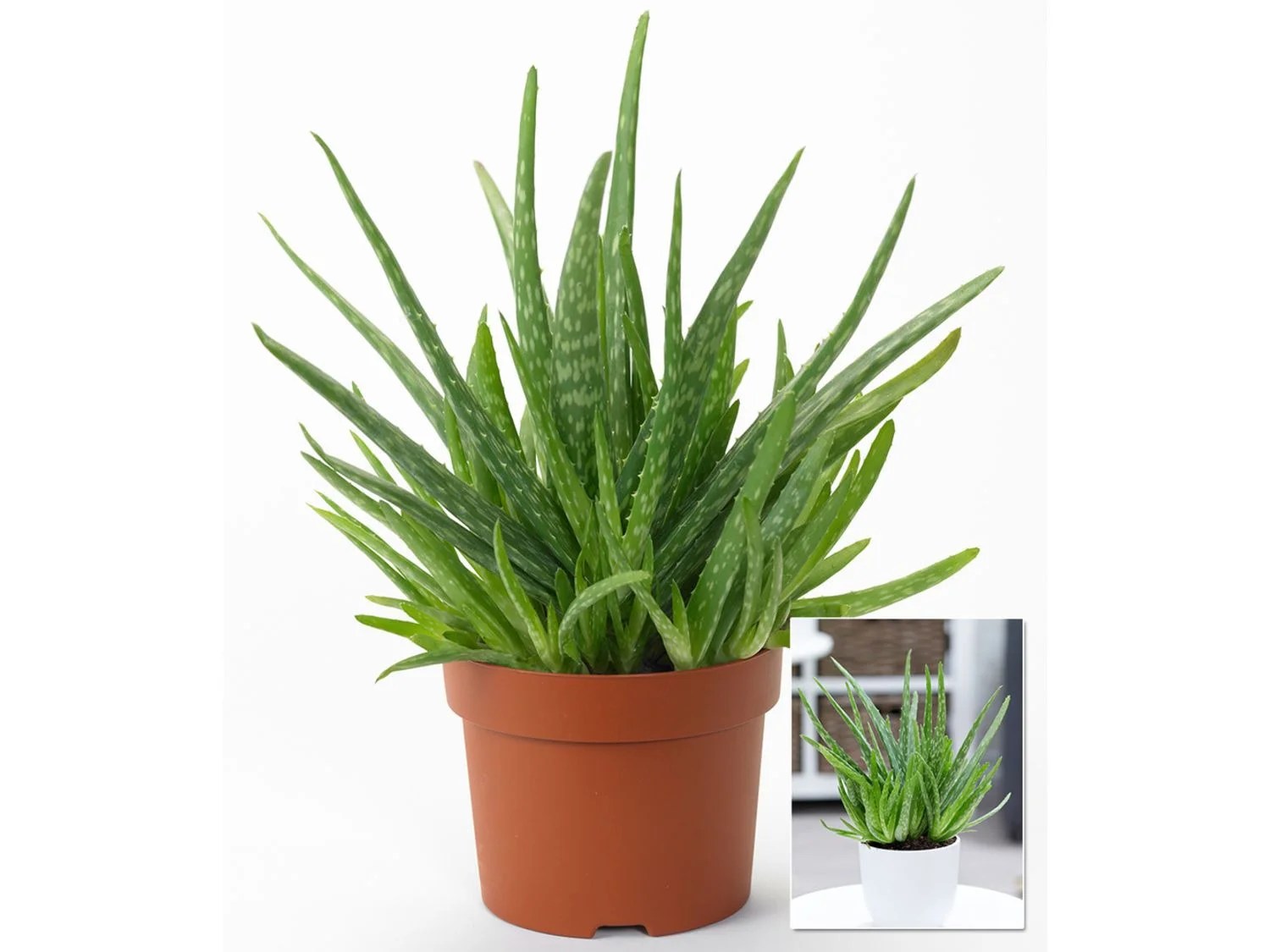Aloe Vera ,1 Pflanze Lidl.de