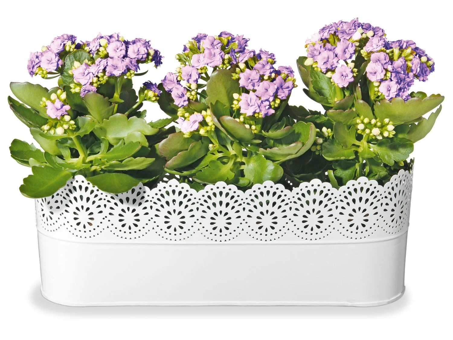FLORABEST Blumentöpfe, mit wasserdichtem Metallgefäß Lidl.de