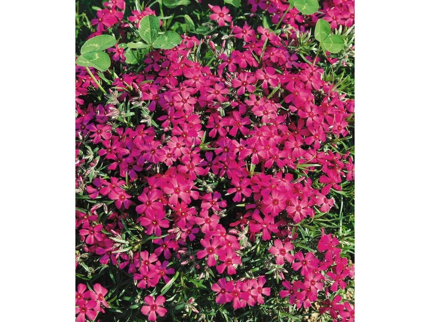 Winterharter Bodendecker PhloxMix Flowers of the Sea 4