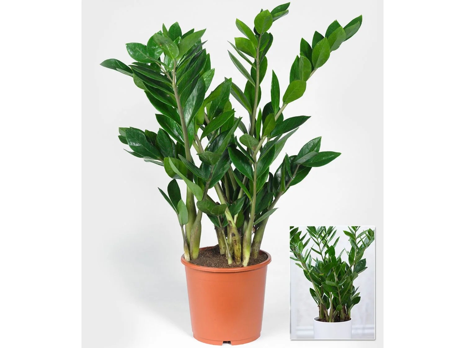 Zamioculcas ca. 40 cm hoch,1 Pflanze Lidl.de