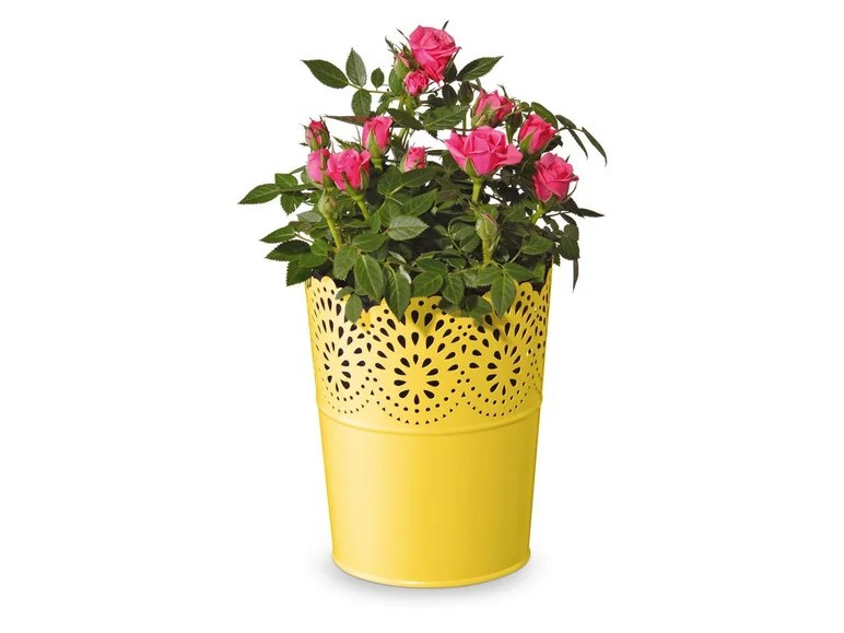 FLORABEST Blumentöpfe, mit wasserdichtem Metallgefäß Lidl.de