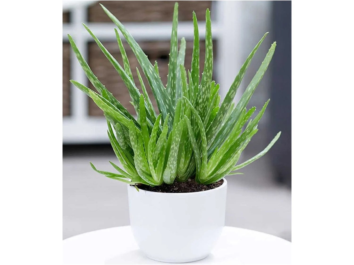 Aloe Vera ,1 Pflanze Lidl.de