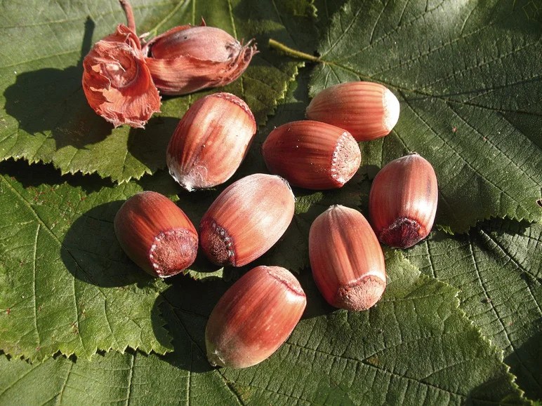 Haselnussbaum »Rote Zellernuss«, mittelgroße Nüsse, mit
