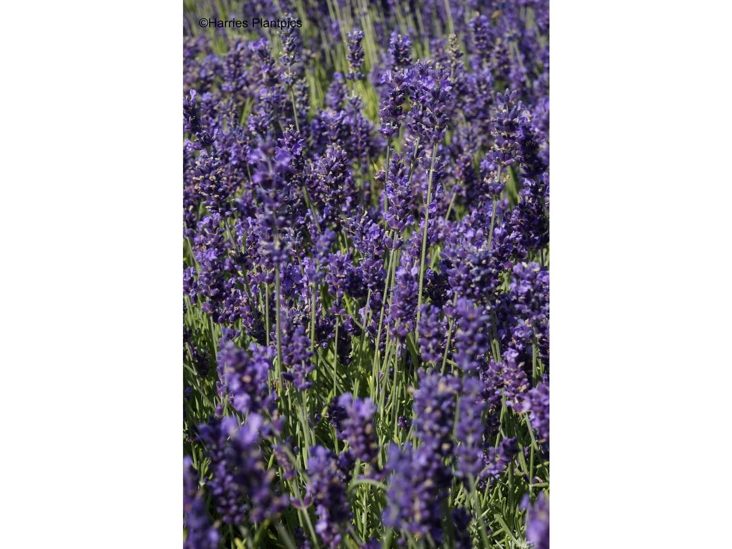 Lavendel, 5 Stauden Lidl.de