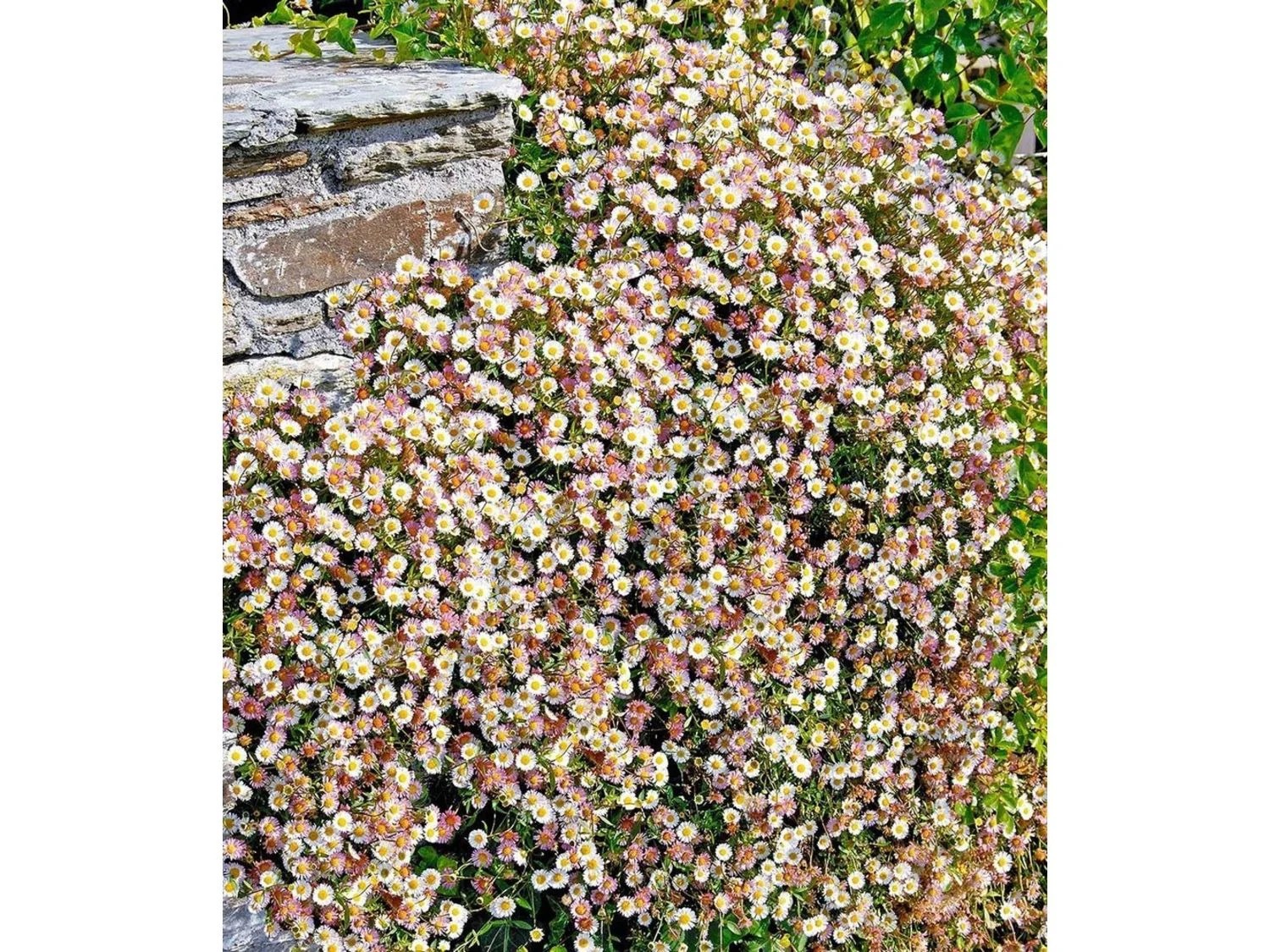 Spanisches Gänseblümchen 3 Pflanzen Erigeron Staude