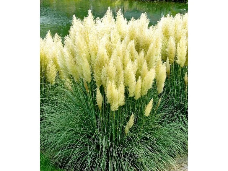Weißes Pampasgras, 1 Pflanze Cortaderia selloana Lidl.de