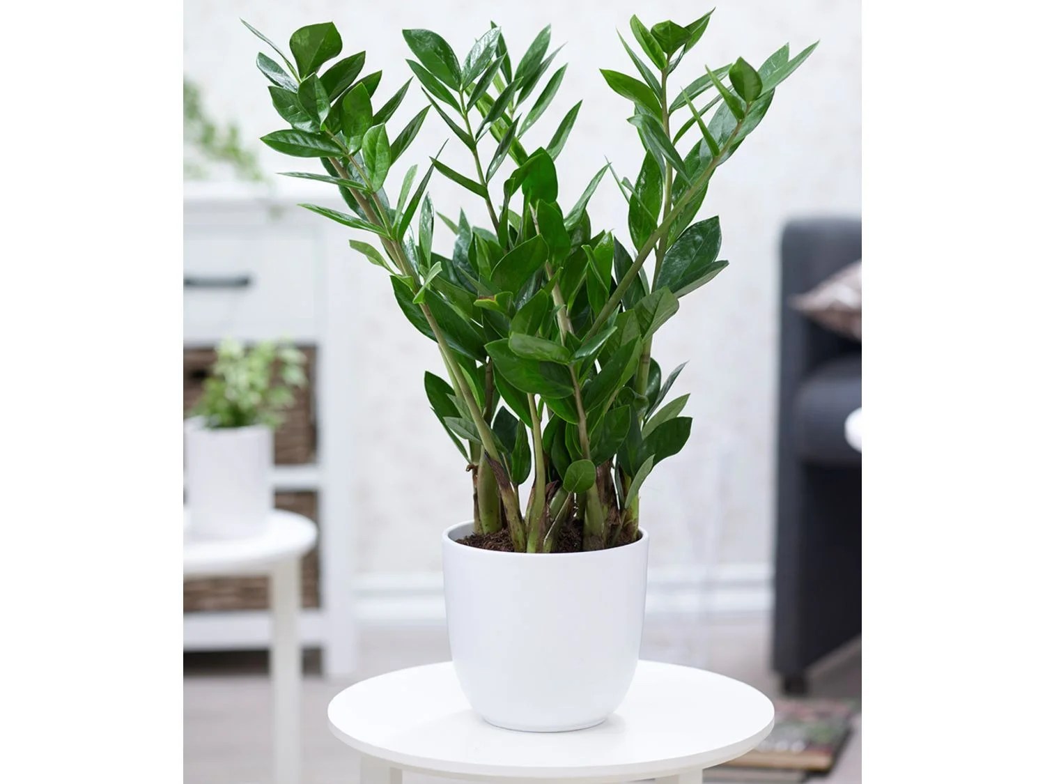 Zamioculcas ca. 40 cm hoch,1 Pflanze Lidl.de