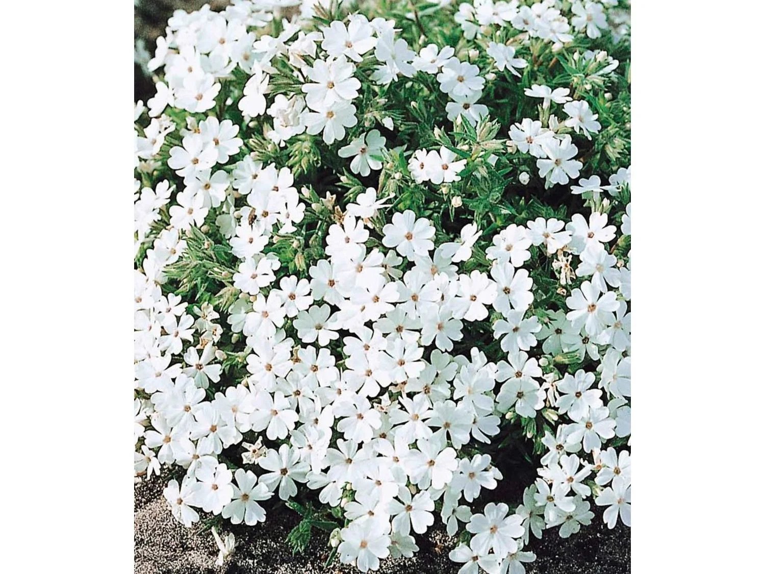 Winterharter Bodendecker PhloxMix Flowers of the Sea 4