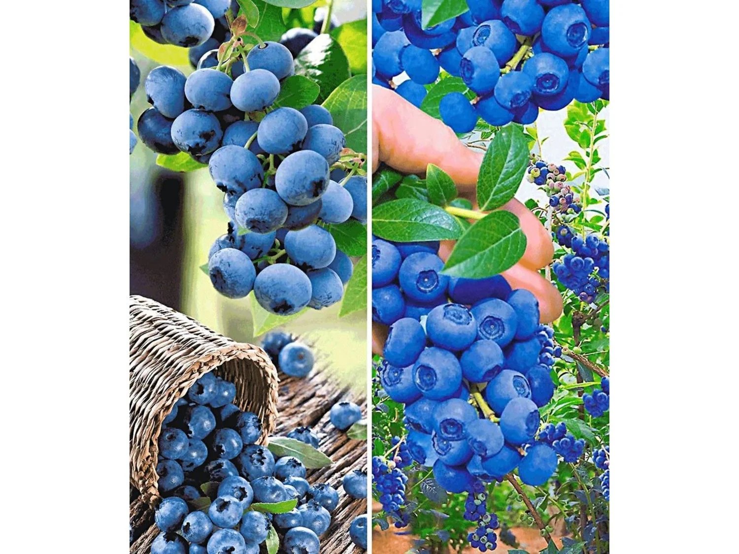 Heidelbeeren »Reka® Blue« und »Hortblue®«, 2 Pflanzen