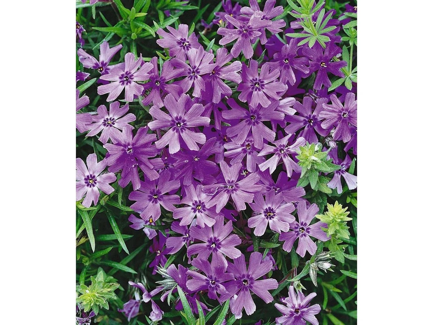 Winterharter Bodendecker PhloxMix Flowers of the Sea 4