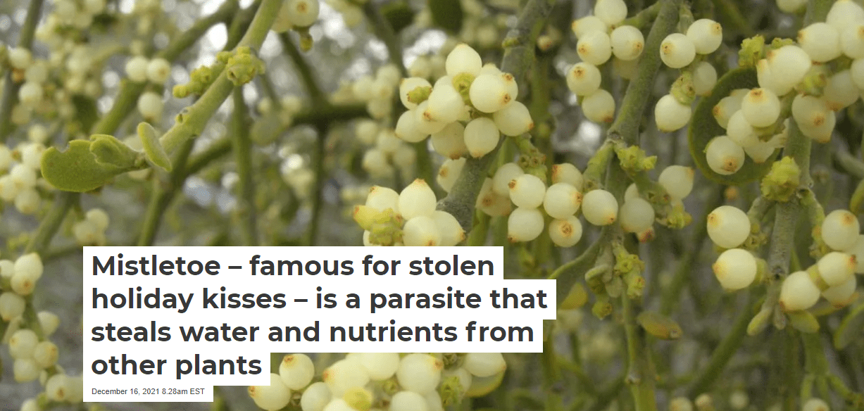 Mistletoe famous for stolen holiday kisses is a parasite that