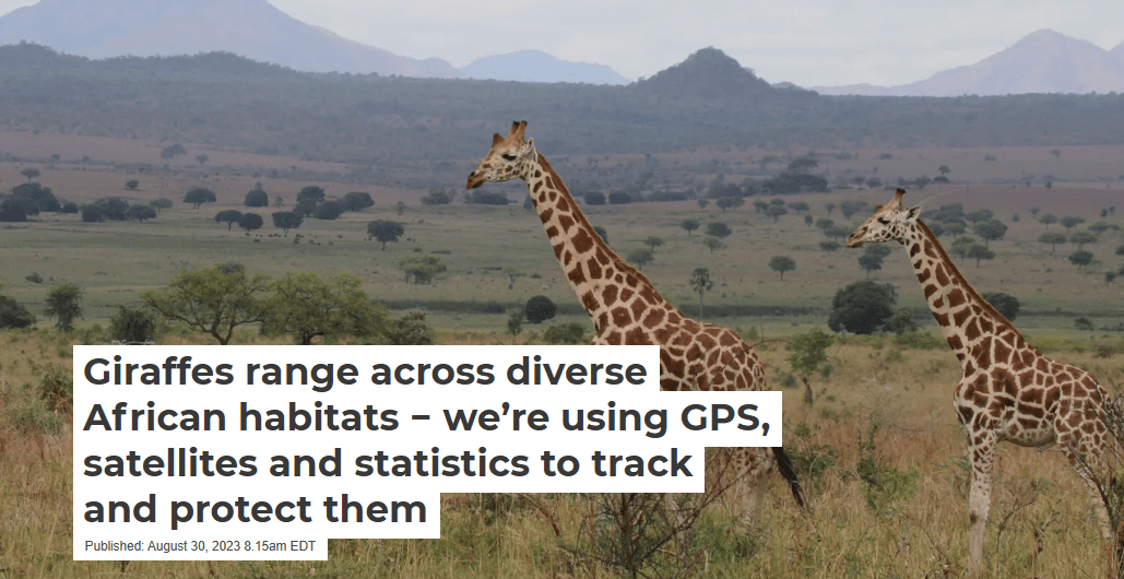 Giraffes range across diverse African habitats − we’re using GPS