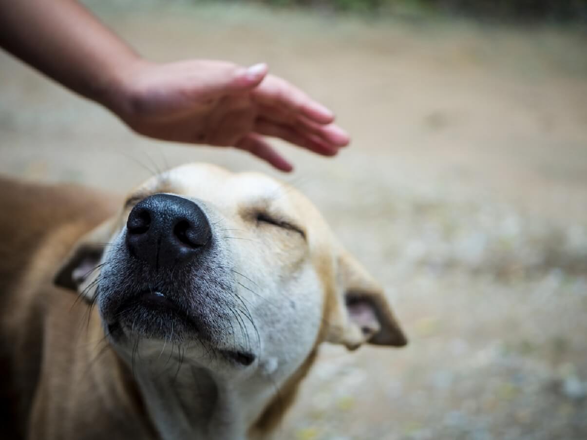 Las 10 Leyendas y Mitos de Campeche Más Populares