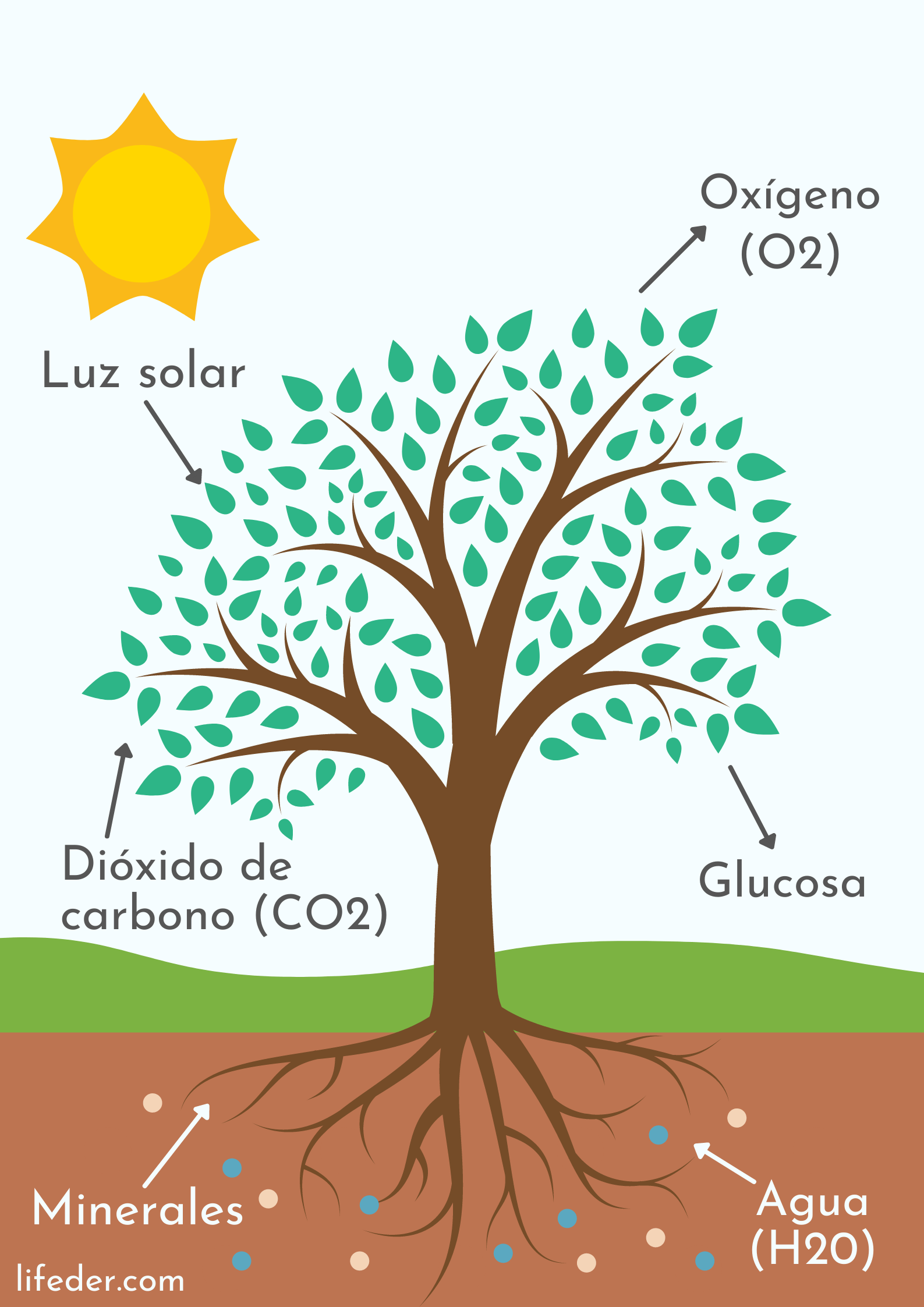 Fotosíntesis qué es, funciones, fórmula, etapas, productos, tipos