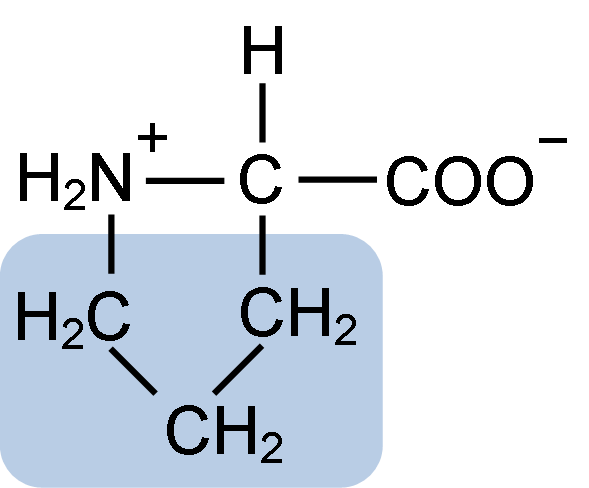 Prolina características, estructura, funciones, alimentos