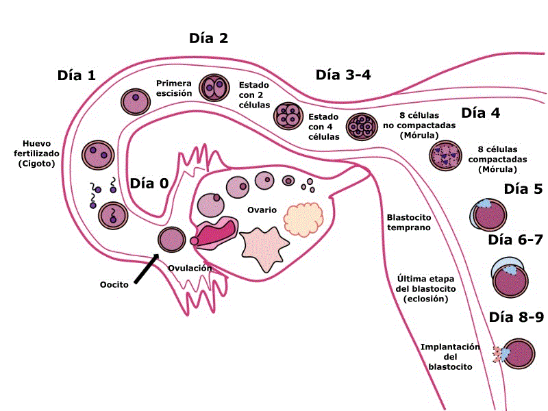 Desarrollo embrionario y fetal etapas y características semana a semana