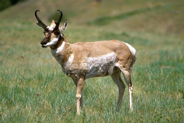 Pastizales en México características, ubicación, flora, fauna