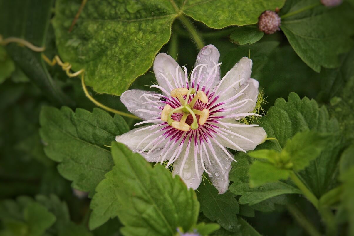 Las 13 Plantas de la Sierra Peruana Más Comunes
