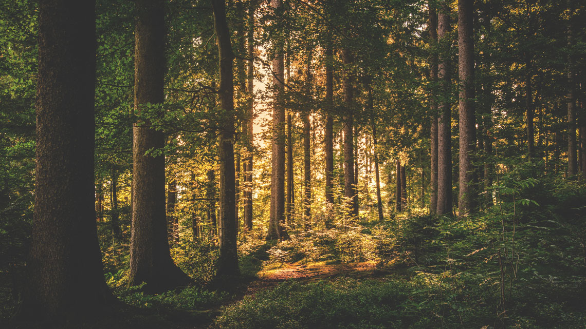 Planting trees can save lives. How 4 dollars can make a huge difference