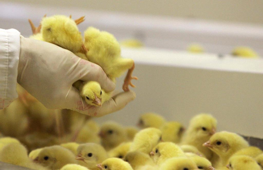 United States, no more grinding of newborn chicks by 2020 LifeGate