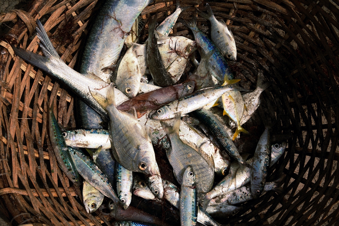 How ocean warming will kill fish, make them smaller and potentially