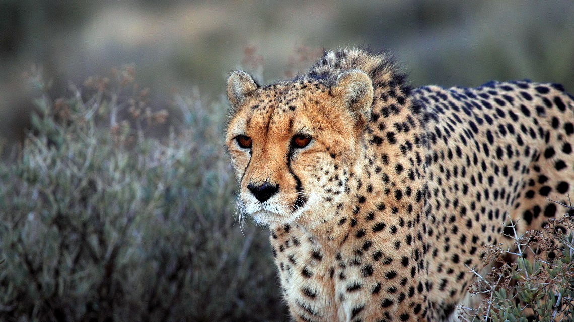 Asiatic cheetahs are desperately racing toward extinction LifeGate
