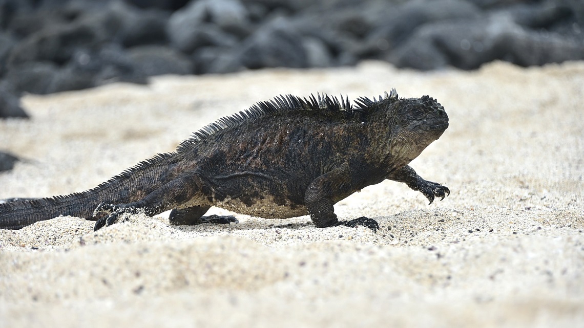 The spectacular, nailbiting scene of a baby iguana chased by ravenous