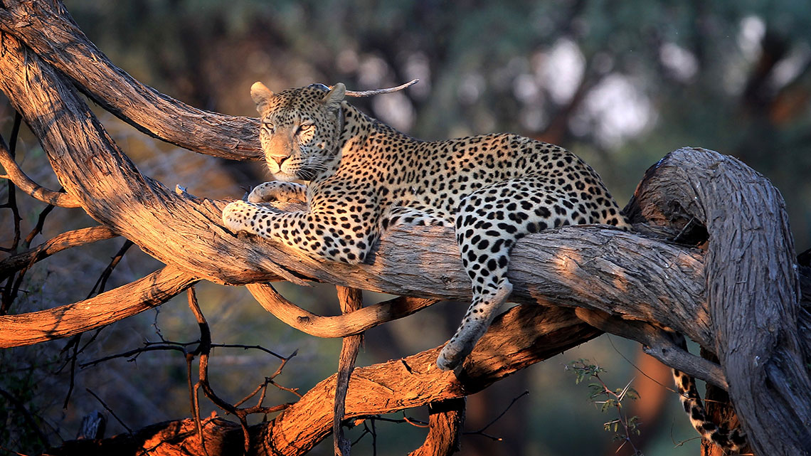 Leopard populations decline dramatically, new research reveals