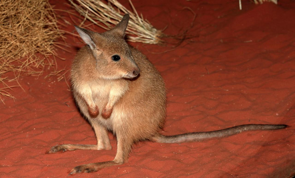 Australia declares war on cats to save native species LifeGate