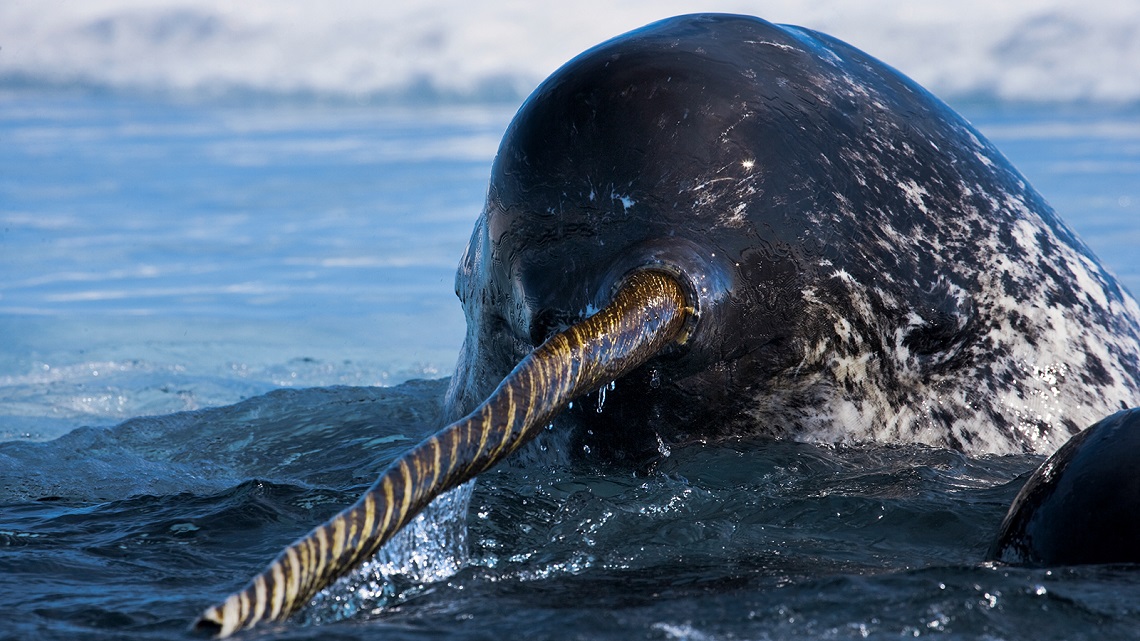 Legends and truths about narwhals, the mysterious unicorns of the