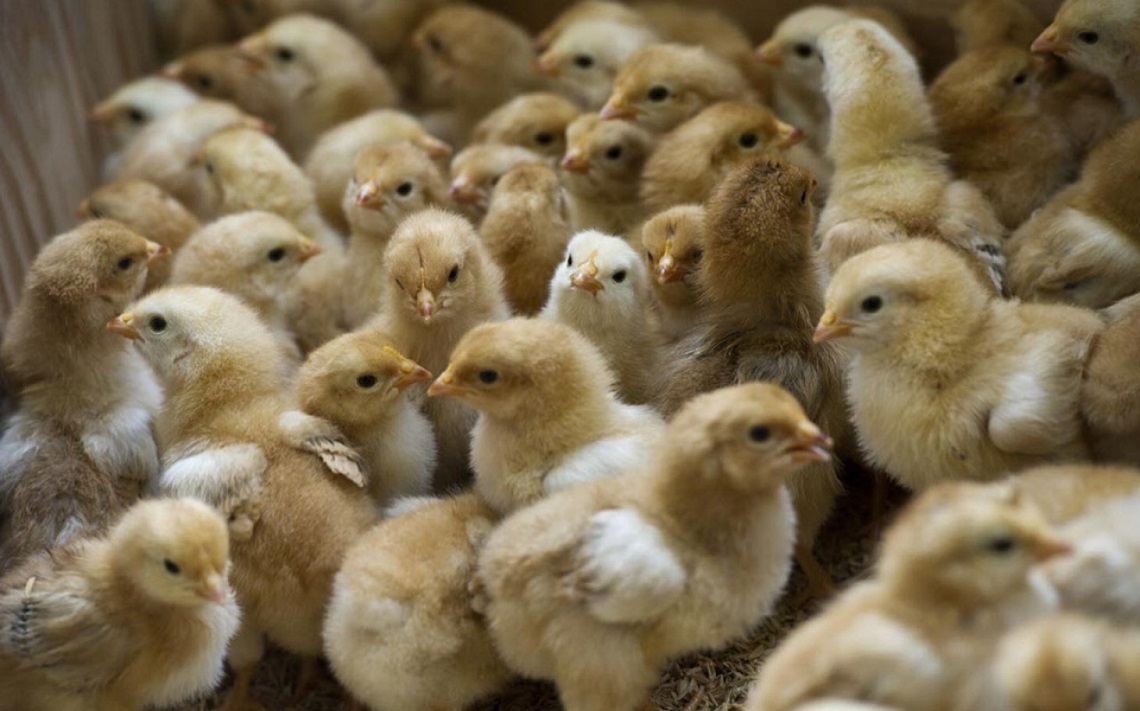 United States, no more grinding of newborn chicks by 2020 LifeGate