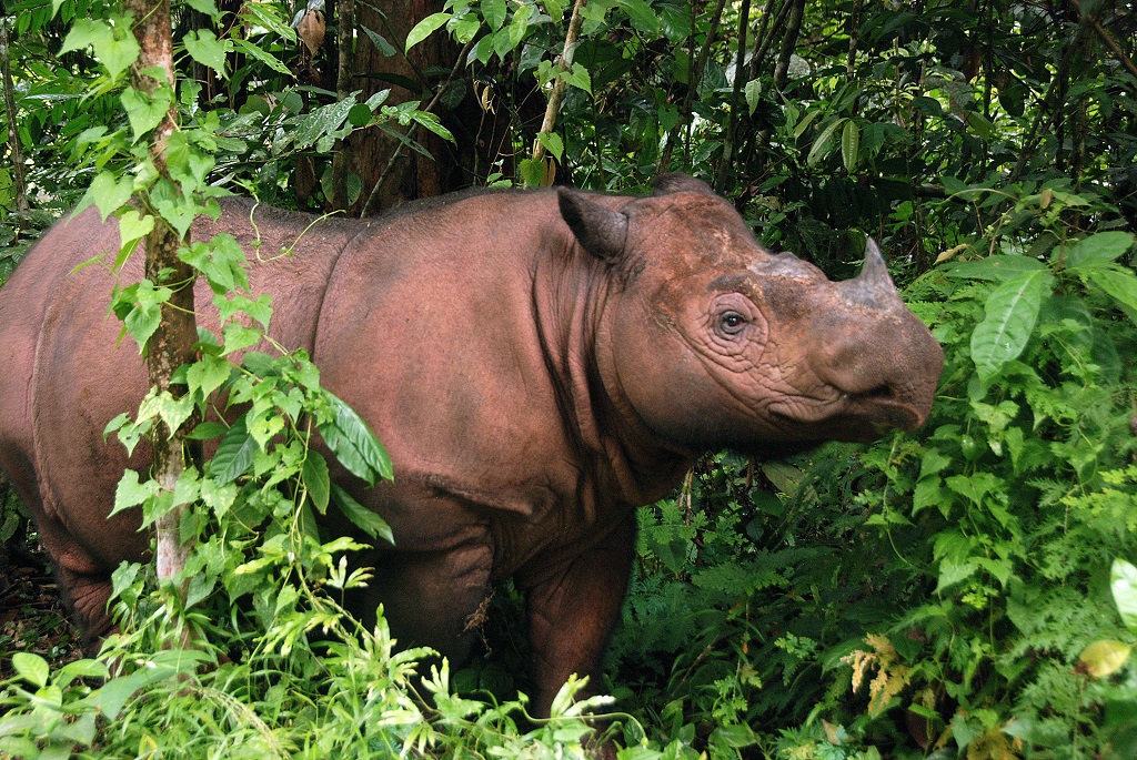 Another giant has left us the Sumatran rhino is extinct in the wild