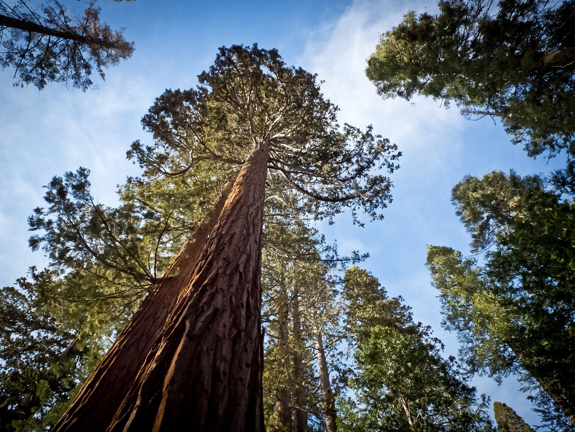 California, the famous giant sequoia Pioneer Cabin Tree has collapsed