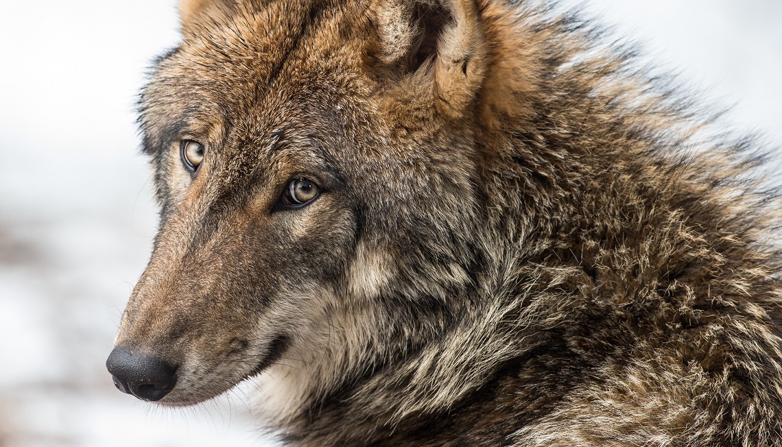 Norway plans to kill 47 of its remaining 68 wolves LifeGate