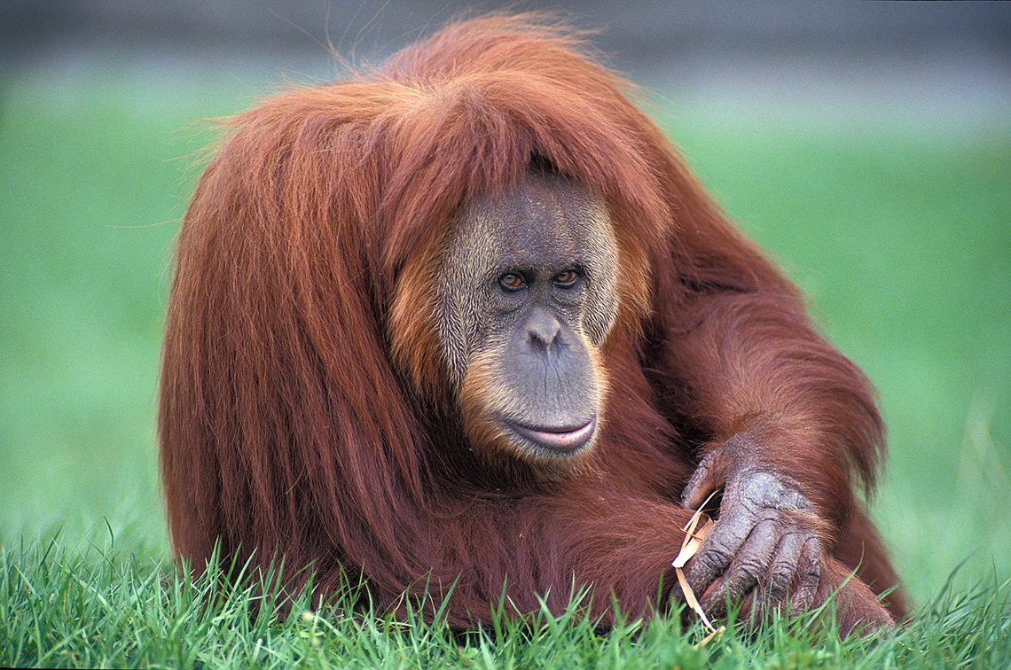 Gli oranghi di Sumatra sono il doppio di quanto pensassimo. Ma non sono