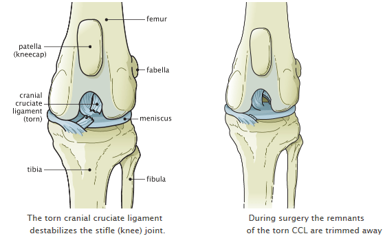 Knee Surgery Information For Dogs Saint Francis Veterinary Center Of South Jersey