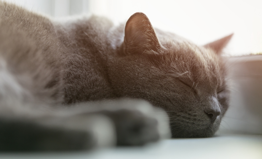 4 Dangerous Myths Pet Parents Believe About Cat Health LifeLearn Inc.