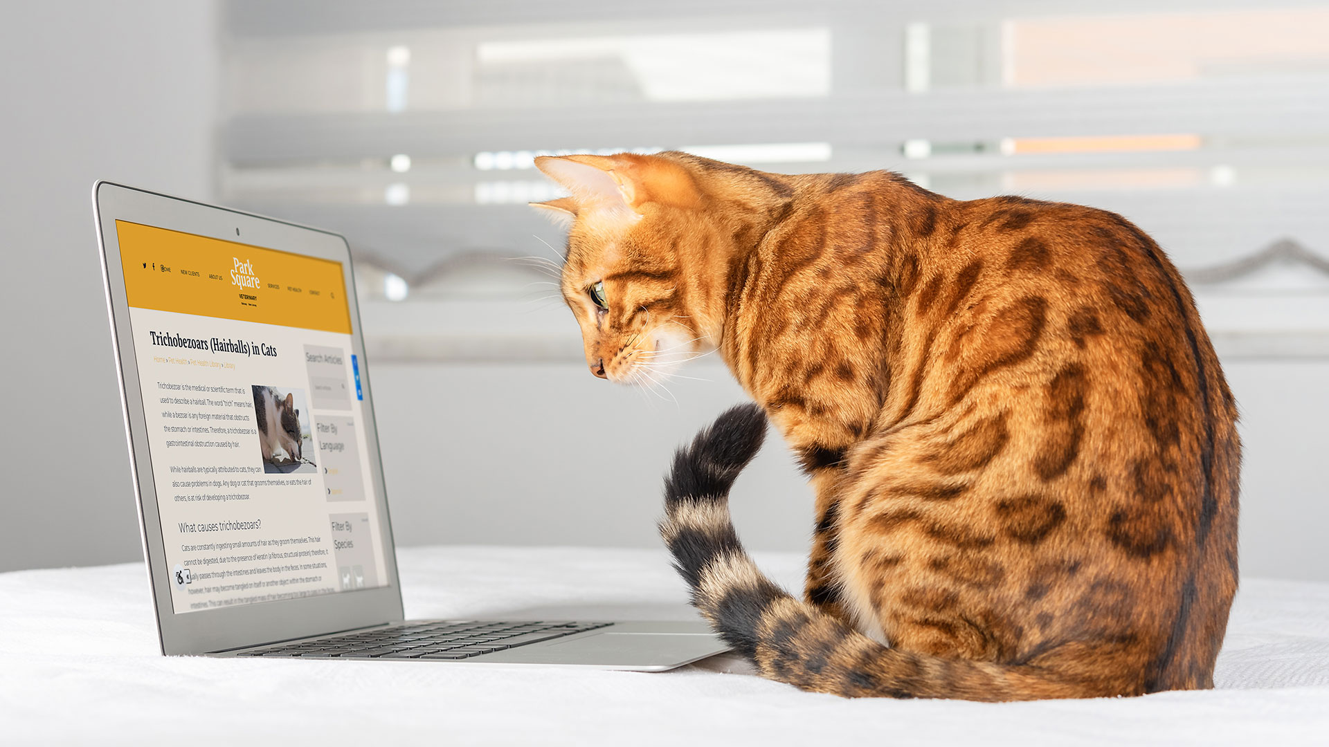 Veterinary Client Education Enhance Knowledge with ClientEd 2.0