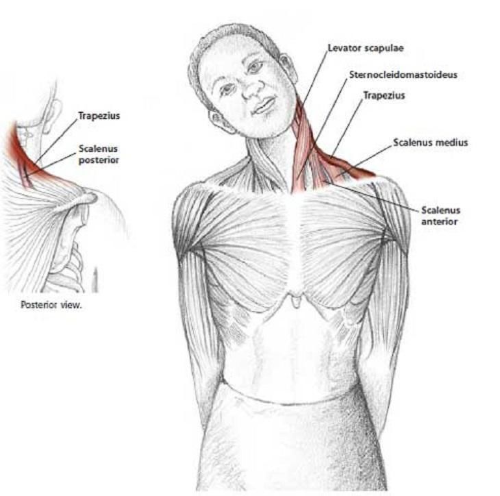 Posture Correction Neck Stretches and Isometric Exercises