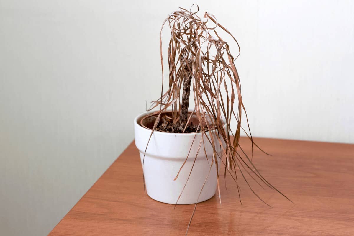 Houseplant Homicide! Dying Houseplants and How to SAVE them!