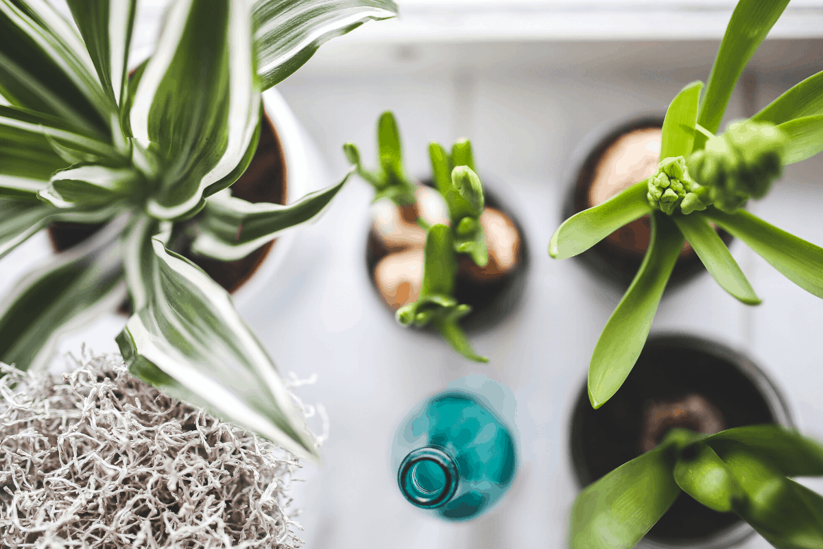 [Houseplant Quiz] Find Your Perfect Houseplant