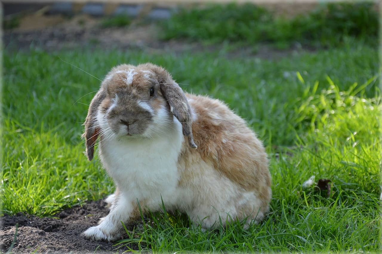 Want a Pet Rabbit? 9 Things to Know Before You Get a Bunny!