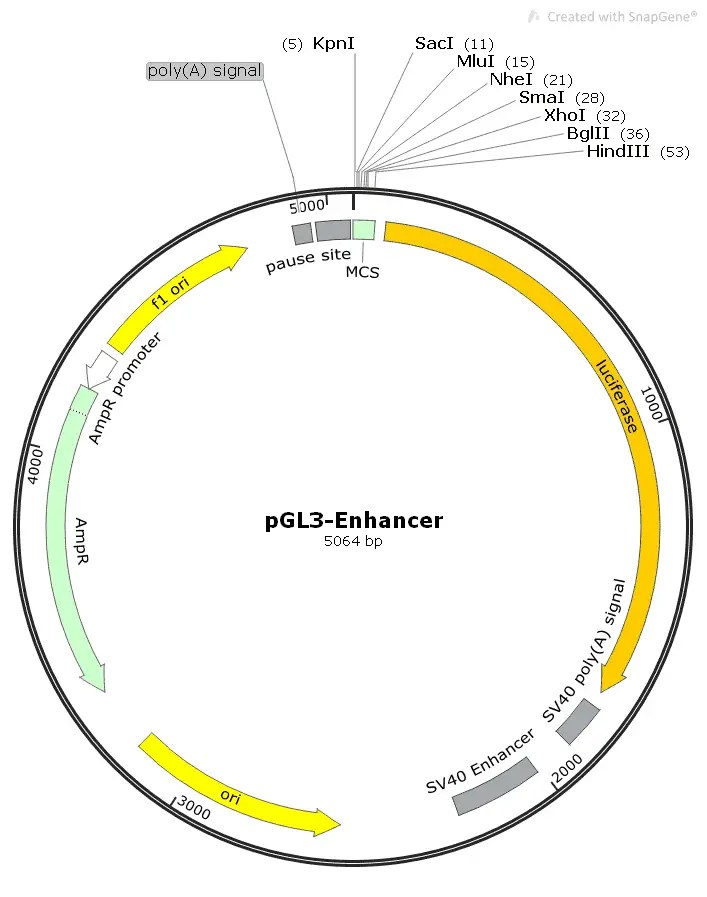pGL3Enhancer plasmid,pGL3Enhancer,pGL3Enhancer plasmid,pGL3Enhancer