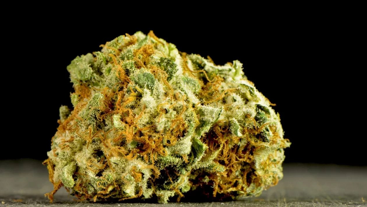 What Is the Strongest Weed Strain of All Time? Lifestyle and Hobby