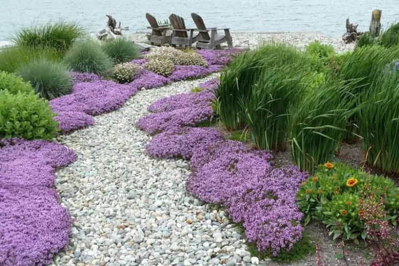Creeping thyme plant How to grow creeping thyme Lifestyle and Hobby