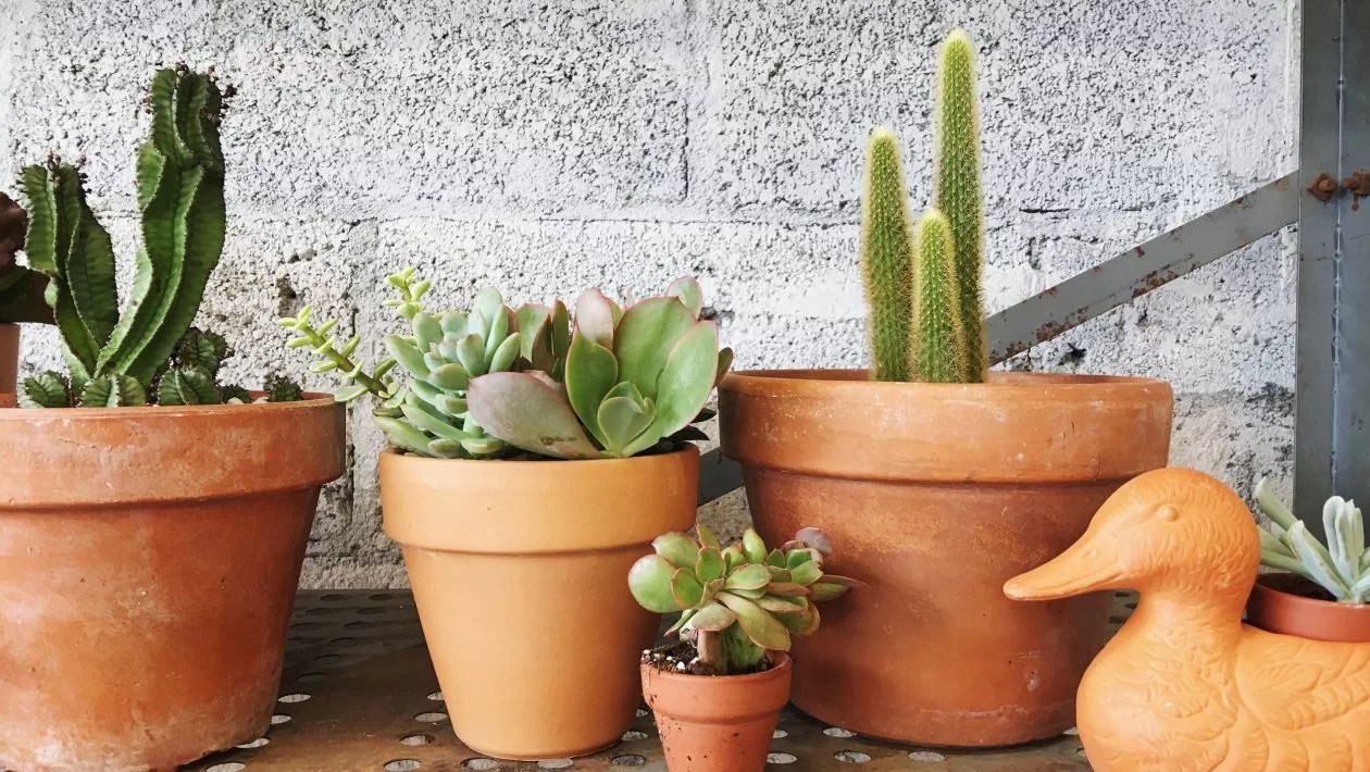 Must know tips to water succulents Lifestyle and Hobby
