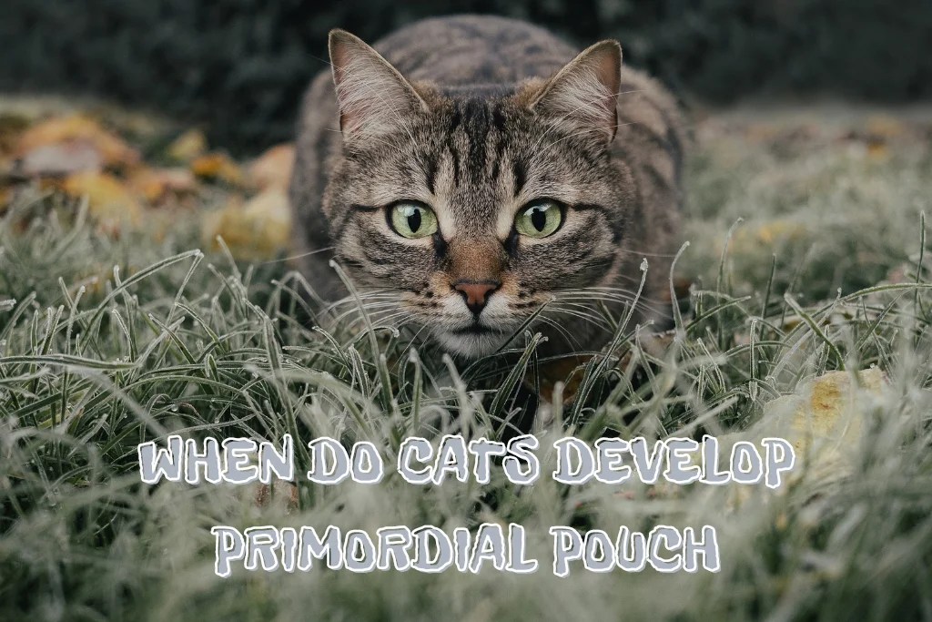 Primordial Pouch in Cats When do Cats Get Belly Pouches? Catman