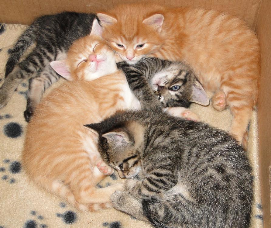 Calling to the kittens..... Life With Cats