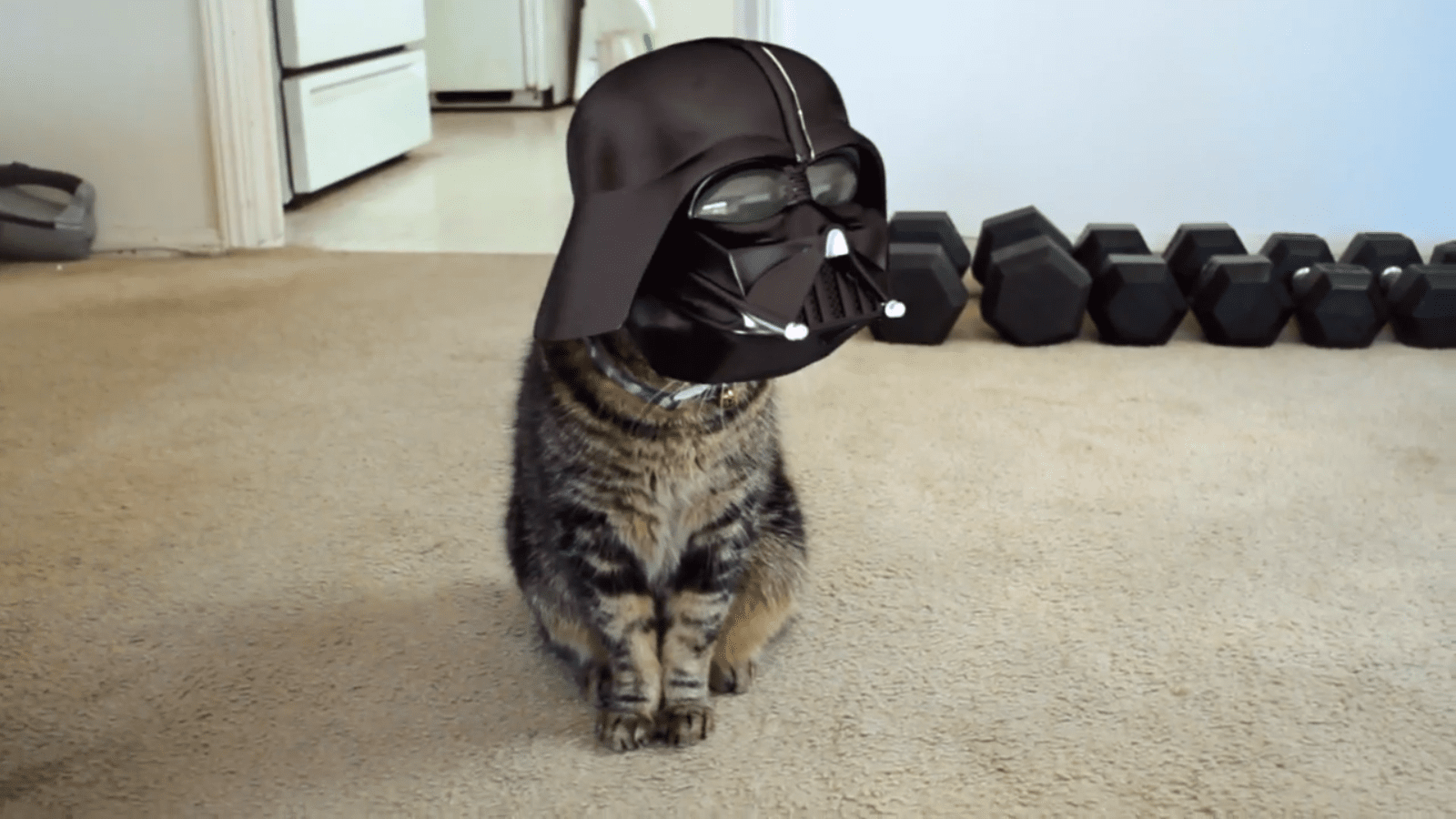 Darth Vader Cat Video Is a Hilarious Take on Star Wars Life With Cats