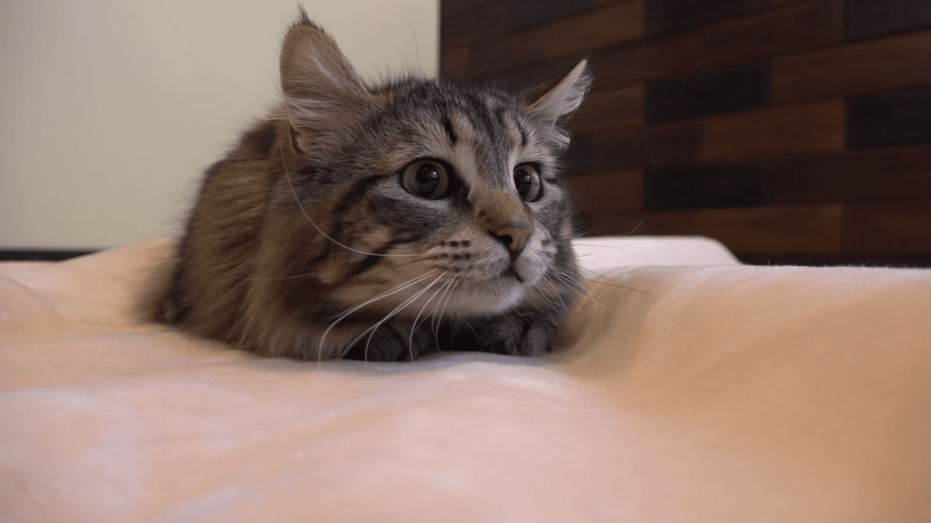 Cats Playing With New Blanket Life With Cats